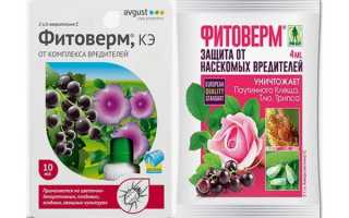 Обработка клубники препаратом «Фитоверм»