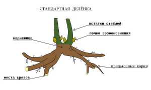 Размножение пиона делением куста