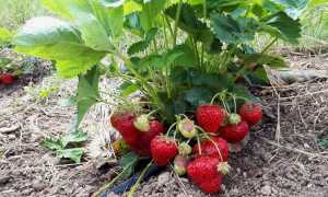 Подкормка клубники сульфатом калия