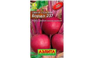 Свёкла Бордо — описание и характеристики сорта