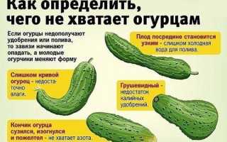 Как понять, чего не хватает огурцам по виду и форме плода