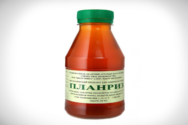 Планриз