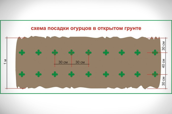 Посадка рядами