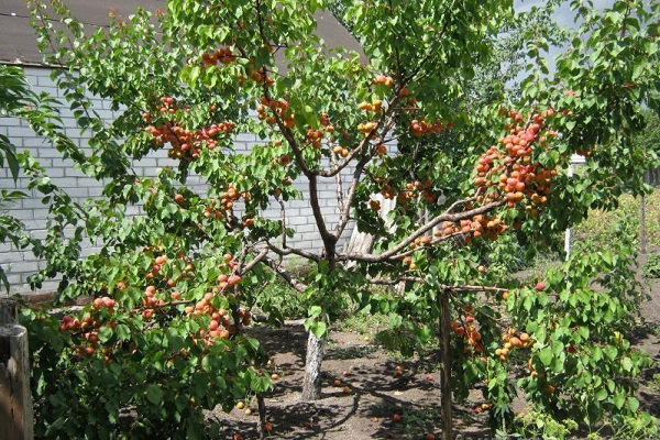 Абрикос