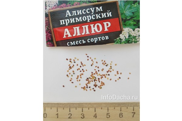 Семена алиссума