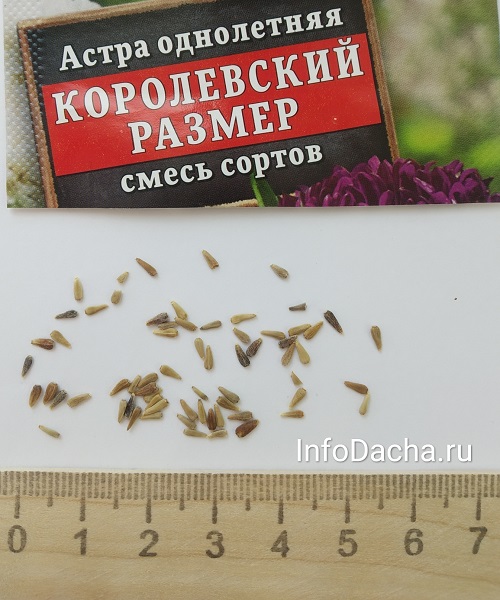 Семена астры