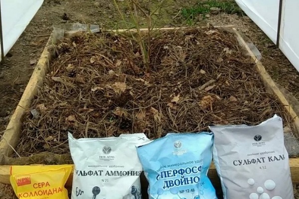 Подкормка голубики осенью