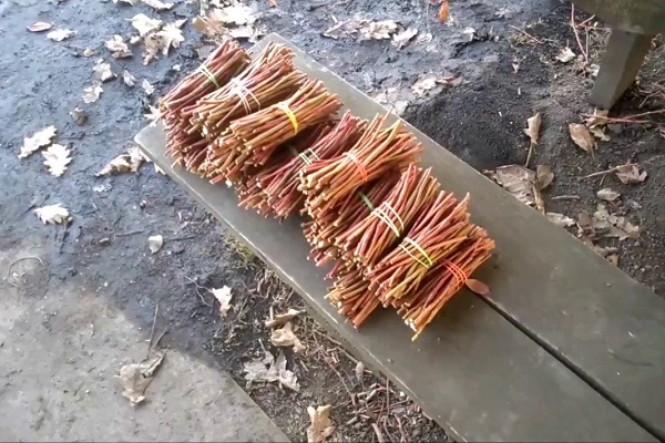 Черенки