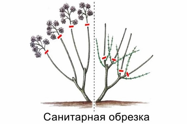 Санитарная обрезка гортензии