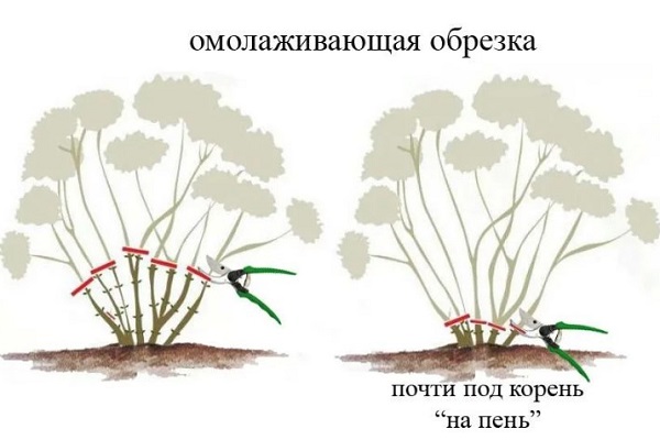Омолаживающая обрезка гортензии