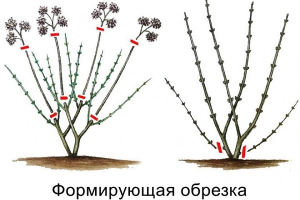 Формирующая обрезка гортензии