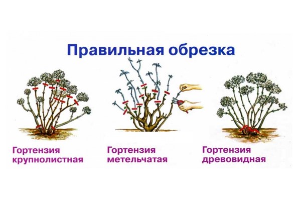 Обрезка гортензии