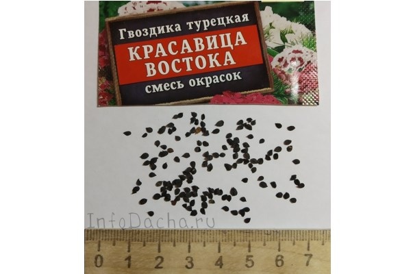 Семена турецкой гвоздики