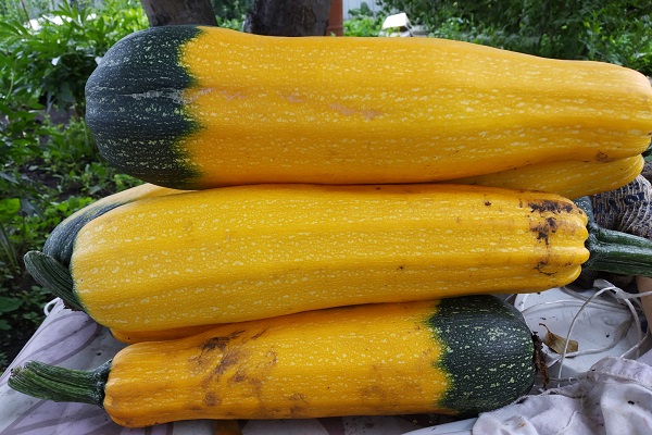Кабачки