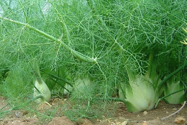 Фенхель