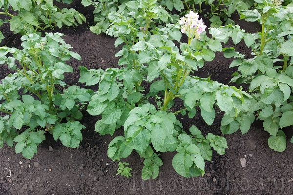 Картофель