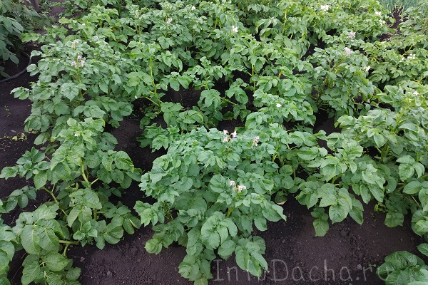 Картофель