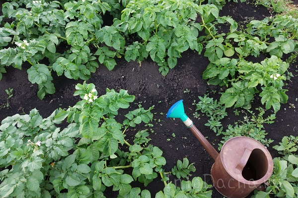 Полив картофеля