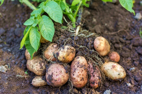 Клубни картофеля