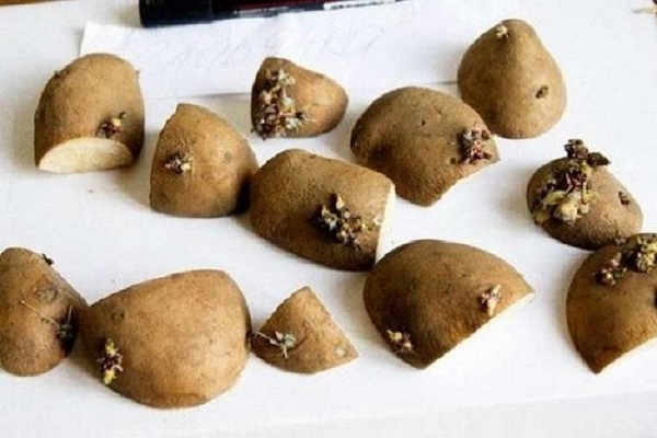 Деление картофеля