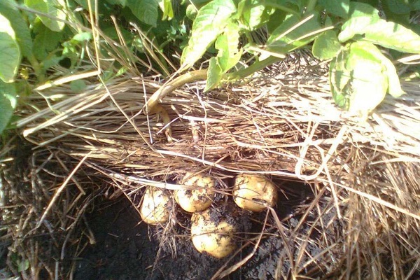 Картофель под соломой