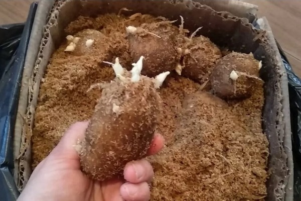 Проращивание картофеля в опилках