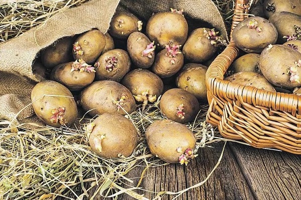 Проросший картофель