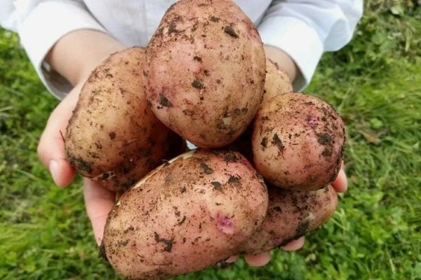 Крупный картофель