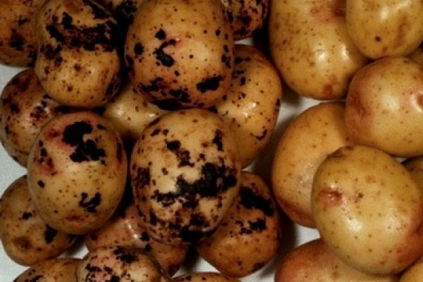 Парша картофеля