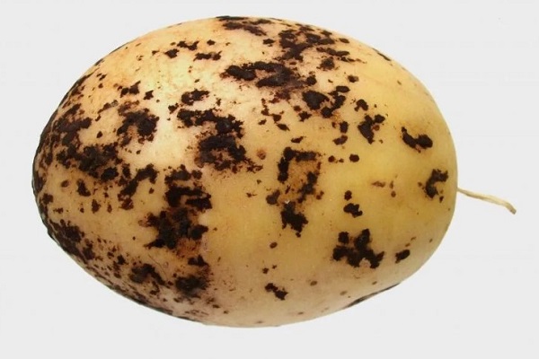 Парша картофеля