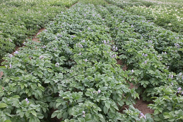 Кусты картофеля