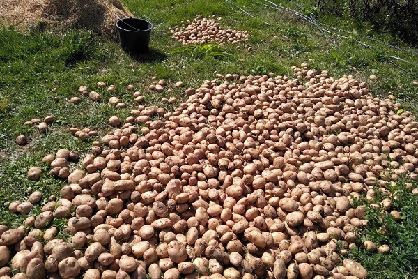 Картофель, разваленный на улице