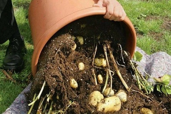 Сбор картофеля