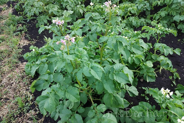 Картофель на участке