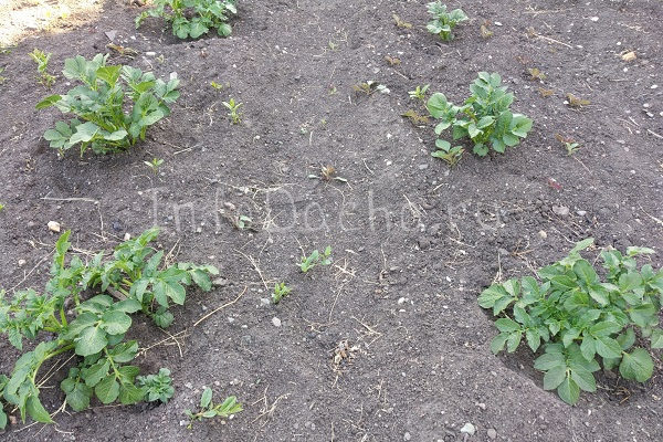 Всходы картофеля