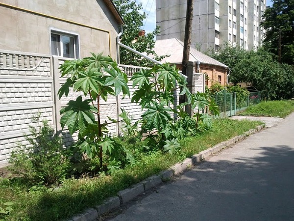 Клещевина