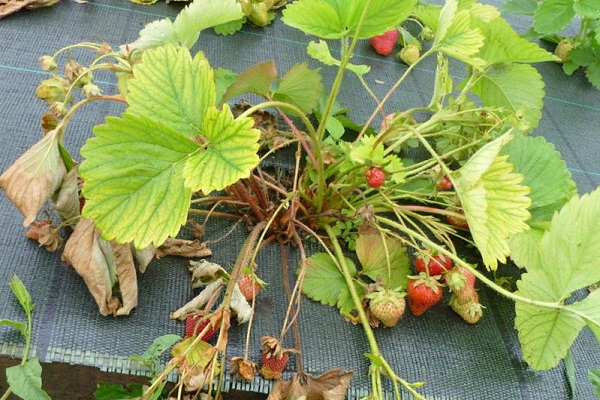Хлороз клубники