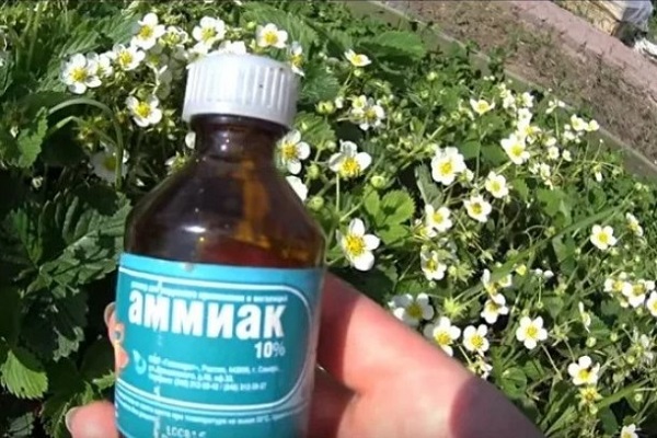 Нашатырный спирт для клубники
