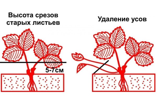 Обрезка усов клубники