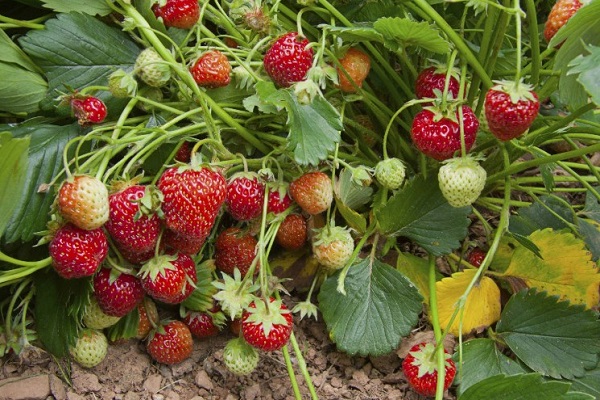 Куст клубники