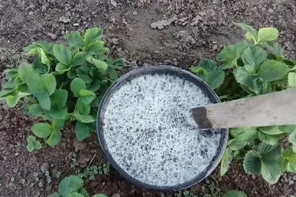 Зольный настой