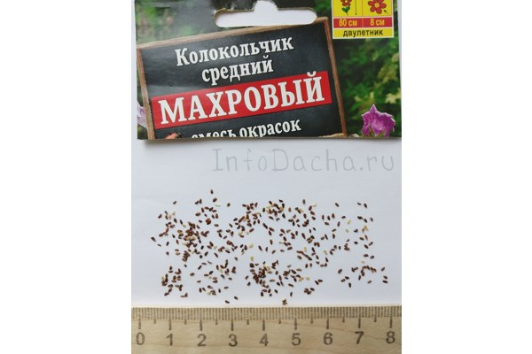 Семена колокольчика