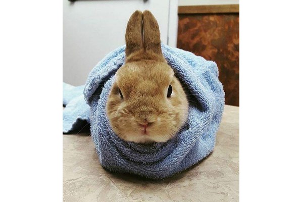 Кролик