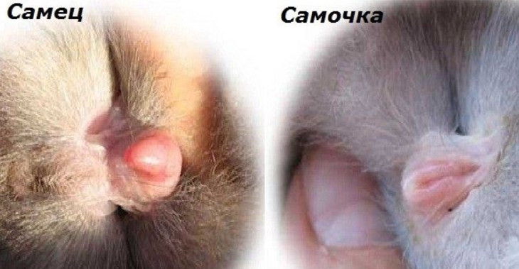 Определение пола кролика