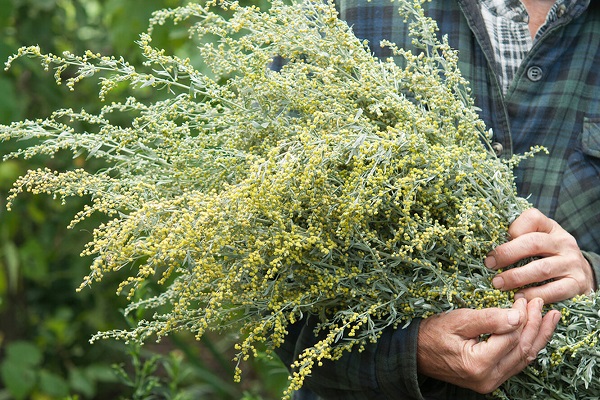 Полынь