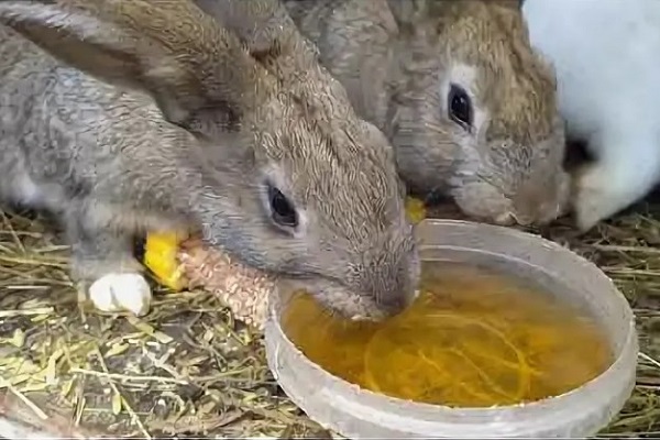 Кролики пьют