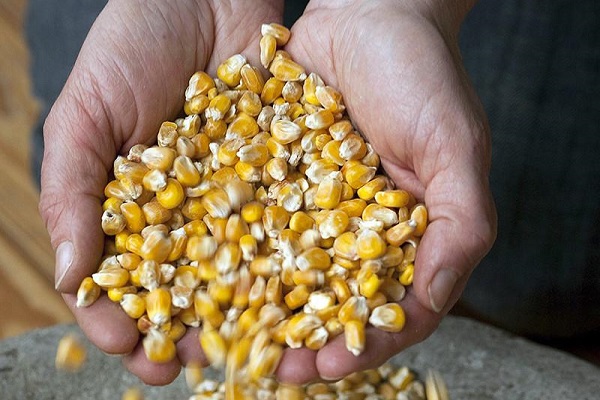 Зерна кукурузы