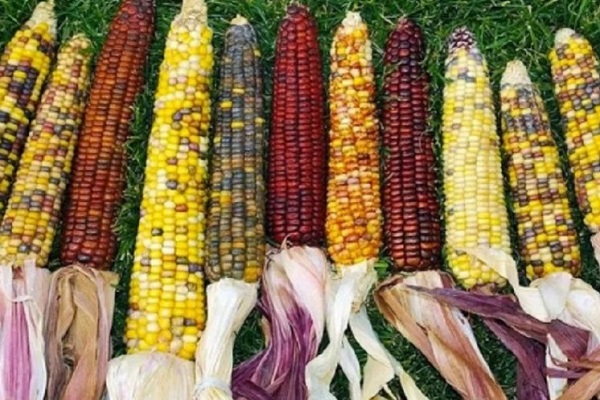 Кукуруза разных сортов