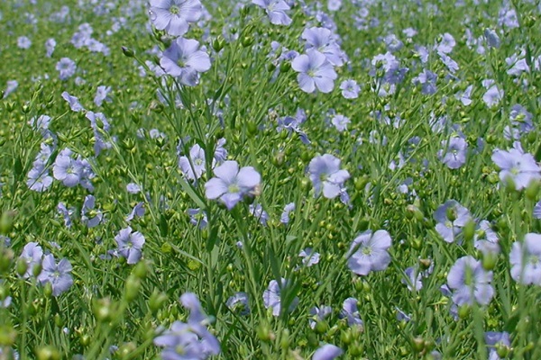 Лен