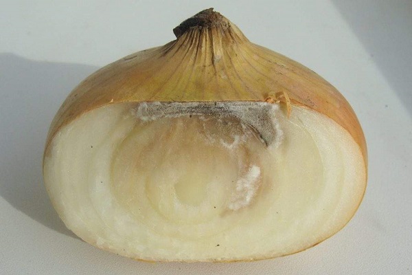 Гниет лук